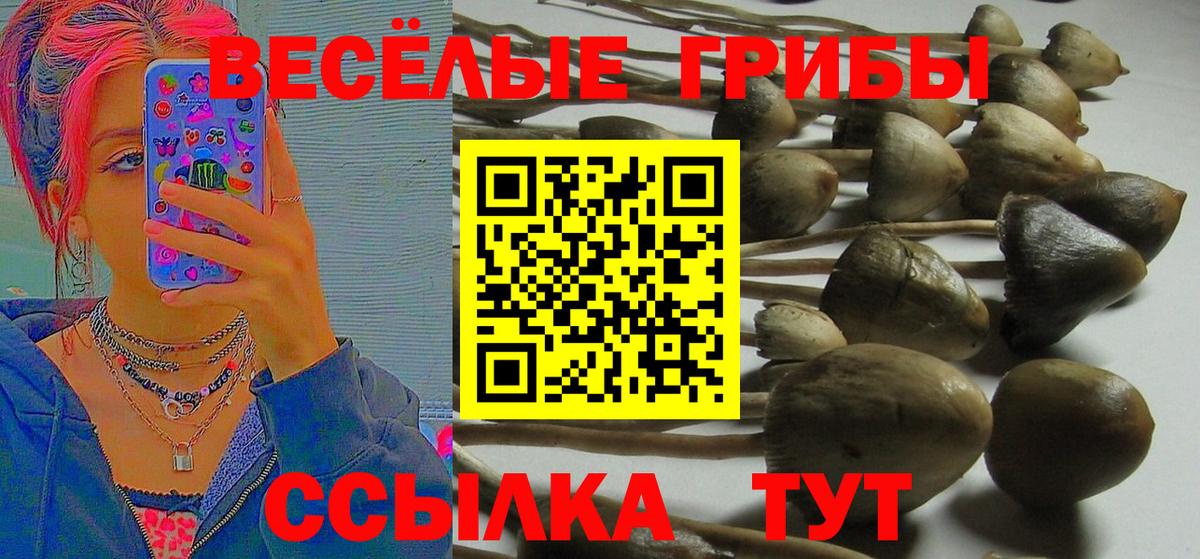 Сибай  Псилоцибиновые грибы Psilocybe  Псилоцибиновые грибы Magic Shrooms  Вход с VPN 
